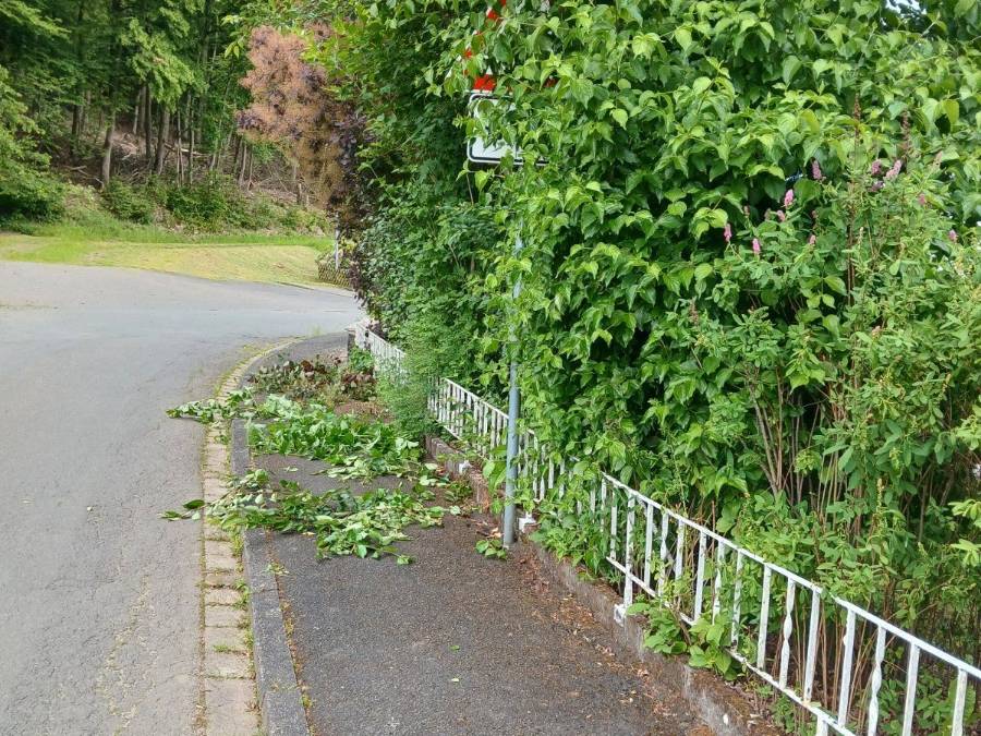 Freigeschnittener Gehweg entlang einer Hecke nach der Grünpflege in Wetter (Hessen).